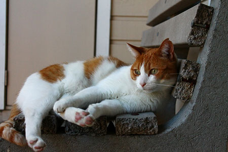 white and orange cat lying on outdoor bench